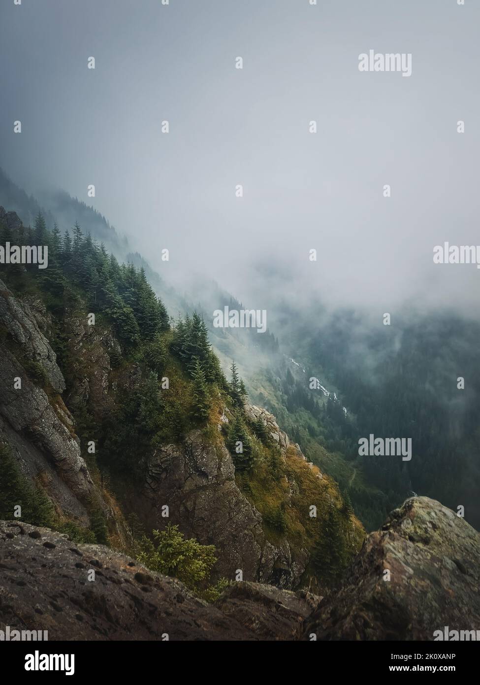 Idyllischer Blick auf das neblige Tal vom Gipfel des Berges. Dichte Nebelwolken über dem Kiefernwald der karpaten Stockfoto
