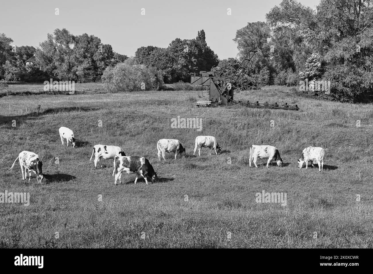 Eine Graustufenaufnahme von Kühen, die Gras auf einem Feld weiden Stockfoto
