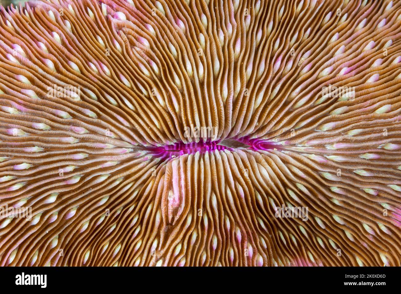 Koralle mit Lappen, Lobactis scutaria, Raja Ampat Indonesien. Stockfoto