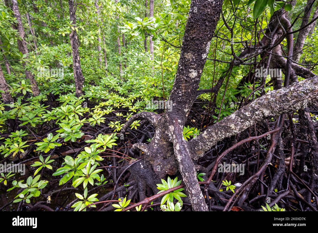 Mangroven in Gam Island, Rhizophora stylosa, Raja Ampat, West Papua, Indonesien Stockfoto