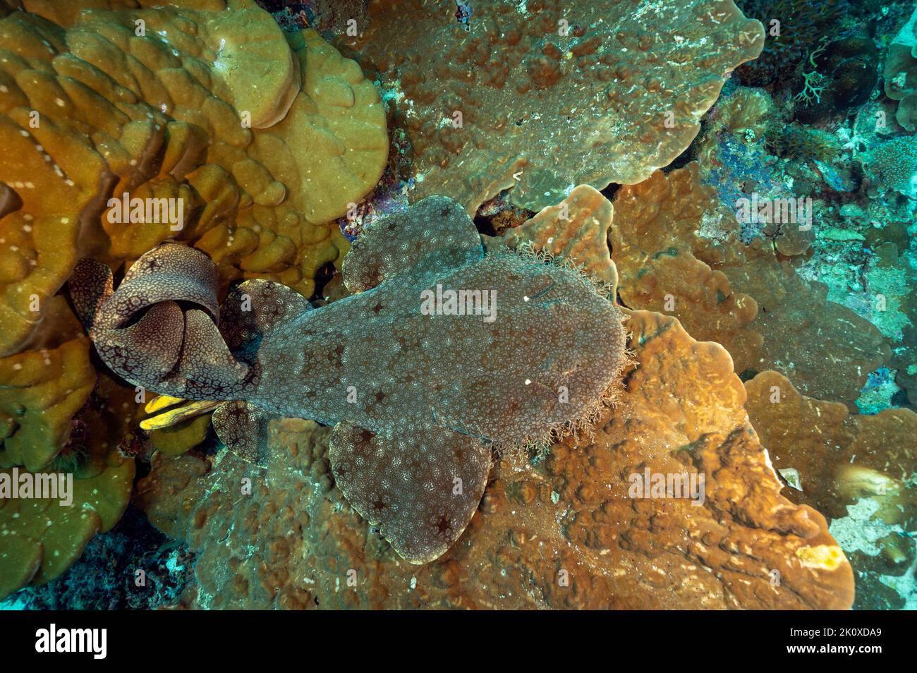 Assled Wobbegong, Eucrossorhinus dasypogon, Raja Ampat West Papua Indonesia Stockfoto