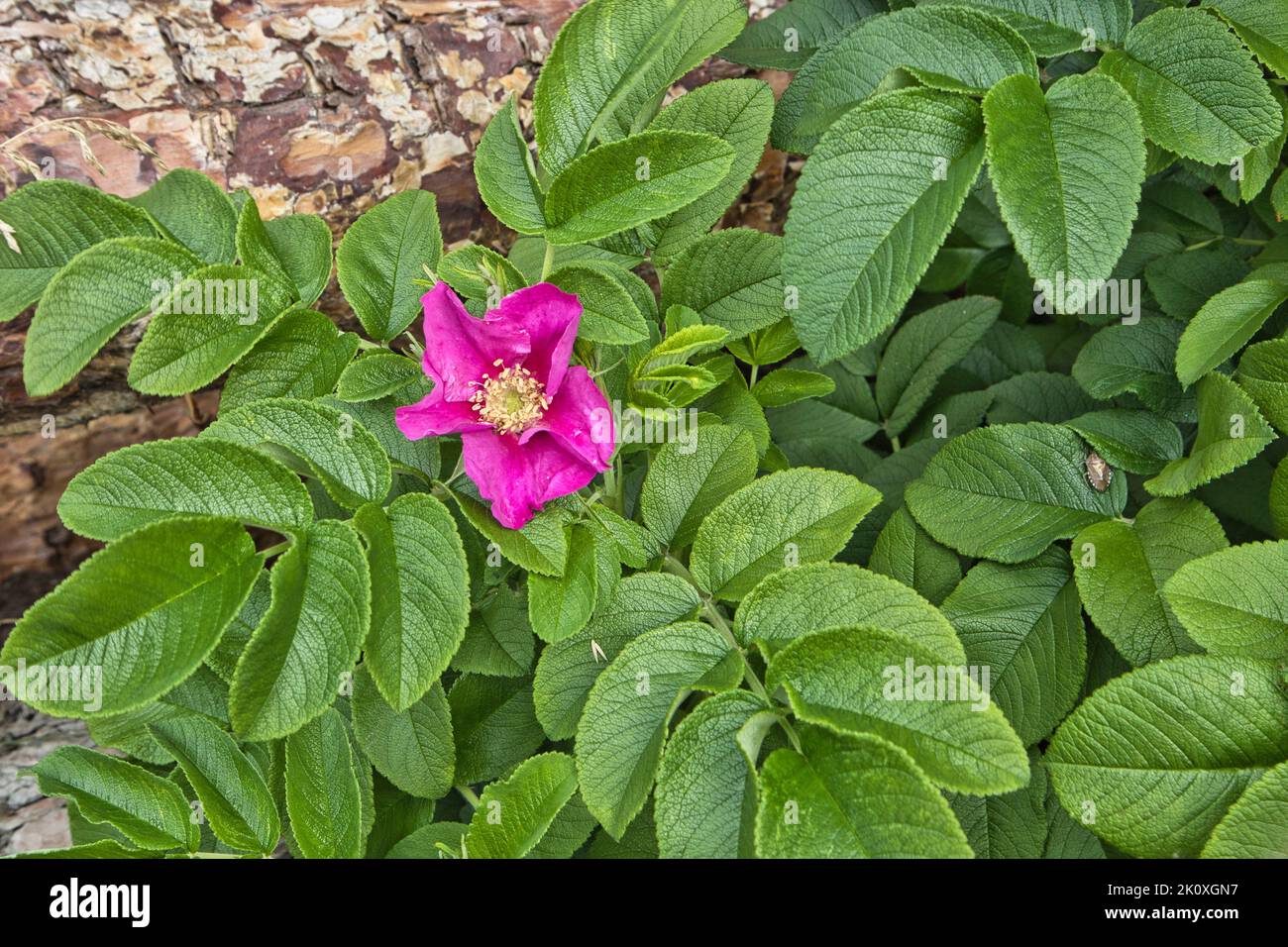 Rosa rugosa, Strandrose Stockfoto