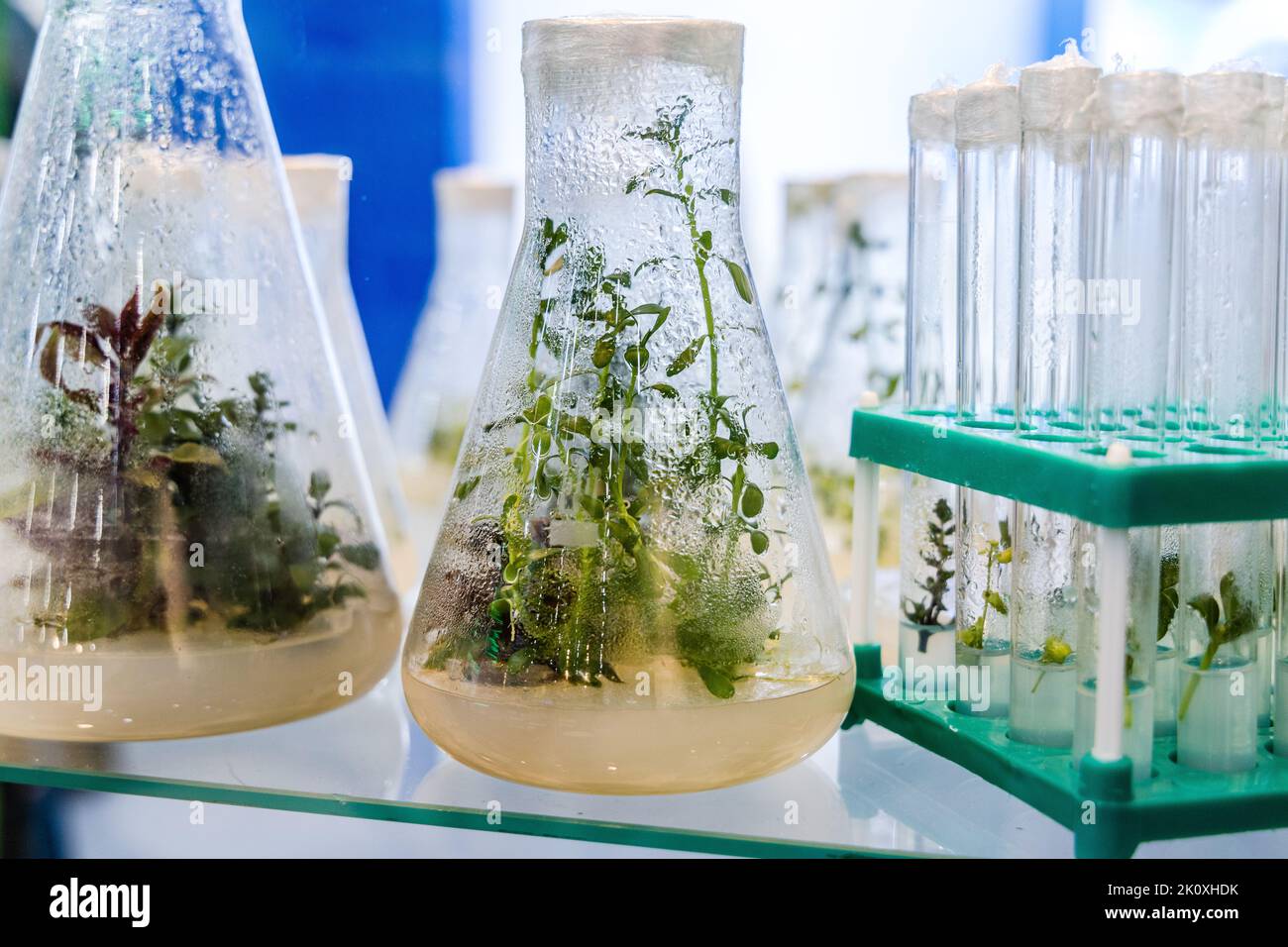 Klonal vermehrte Pflanzen medizinisch, würzig-aromatisch angebaut, um wertvolle sekundäre Metaboliten zu erhalten Stockfoto