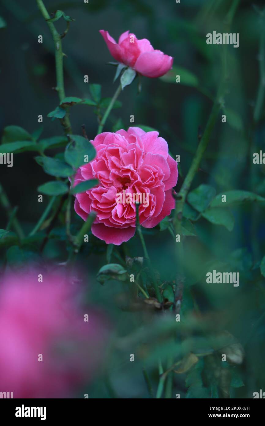 Eine wunderschöne dunkelrosa Rose, die in einem Garten wächst. Stockfoto