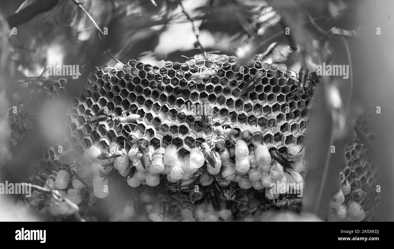 Nahaufnahme von gelben Wespen oder Ropalidia marginata tödlichen Insekten mit großen Waben und weißen Eiern auf einem großen Baumzweig. Stockfoto