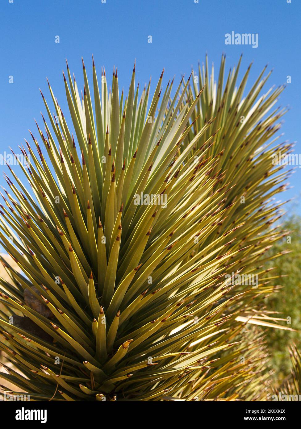 Joshua Tree scharfe Speer-förmige Blätter aus der Nähe Stockfoto
