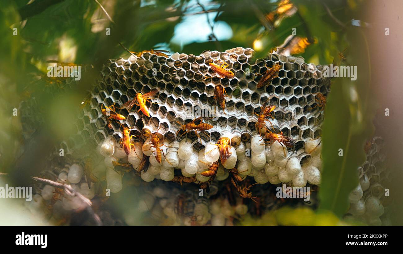 Nahaufnahme von gelben Wespen oder Ropalidia marginata tödlichen Insekten mit großem Bienenstock und weißen Eiern auf einem großen Baumzweig. Stockfoto