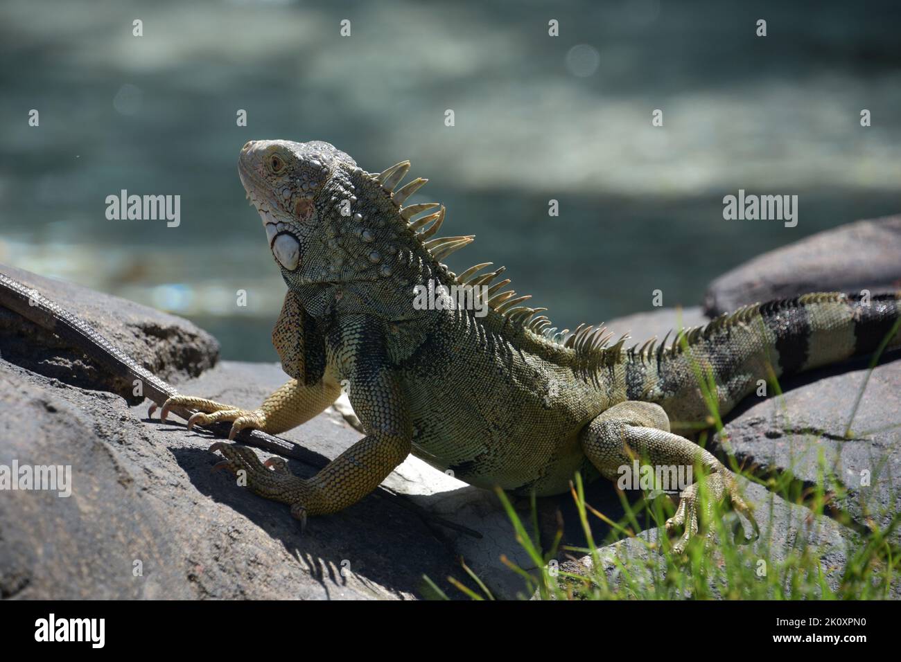 Große Leguan mit langen Zehen und Nägeln auf einem Felsen. Stockfoto