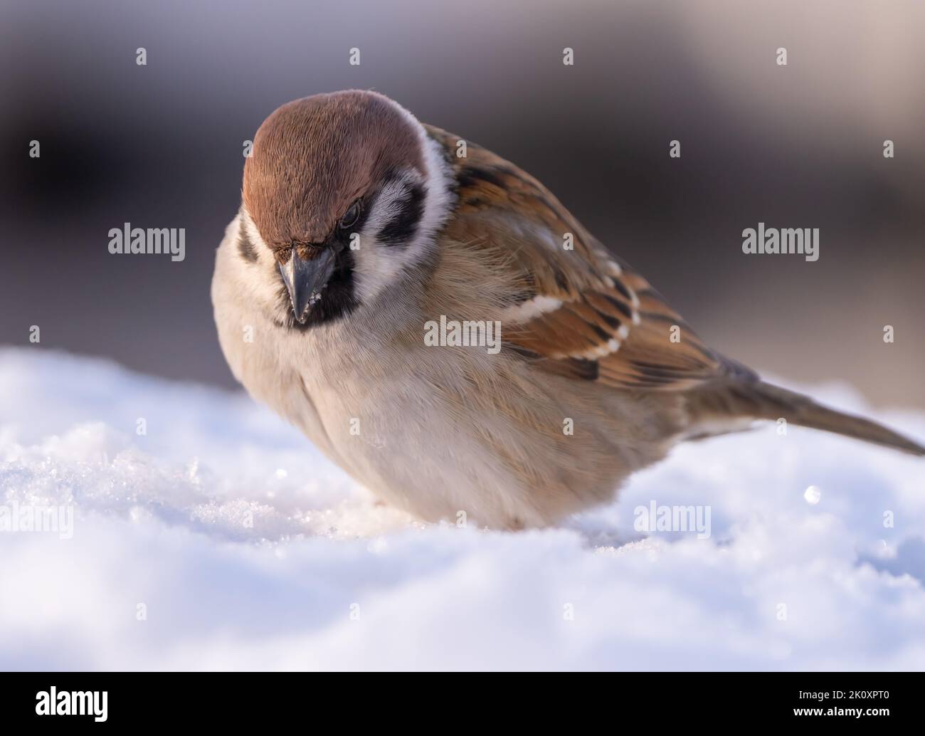Ein Sperling springt an einem frostigen Wintermorgen auf der Suche nach Nahrung durch tiefen Schnee Stockfoto