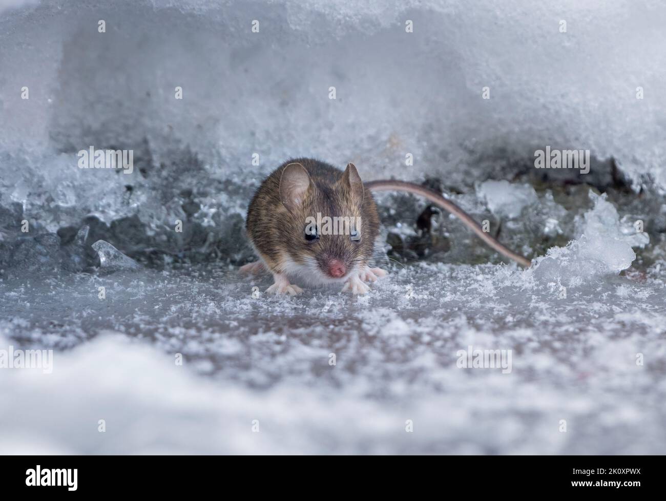 Eine Feldmaus kroch an einem frostigen Wintermorgen aus einem Loch, das im tiefen Schnee auf der Suche nach Nahrung gemacht wurde Stockfoto