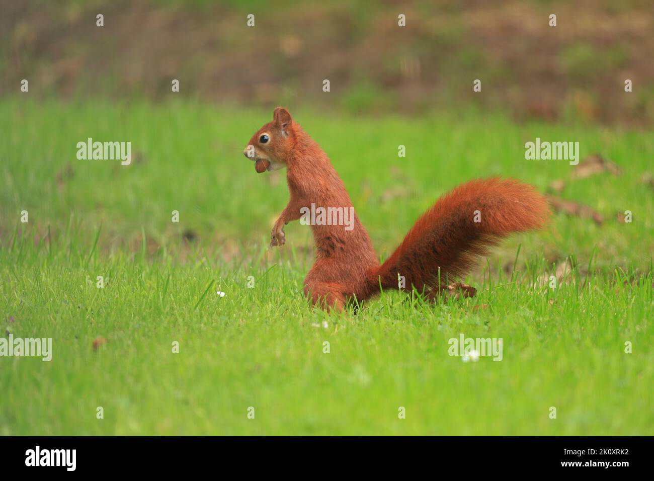 Ein rotes Eichhörnchen, Amlwch, Anglesey. Anglesey ist einer der einzigen verbliebenen Orte in Großbritannien, an denen in freier Wildbahn rote Eichhörnchen gesichtet werden können. Stockfoto