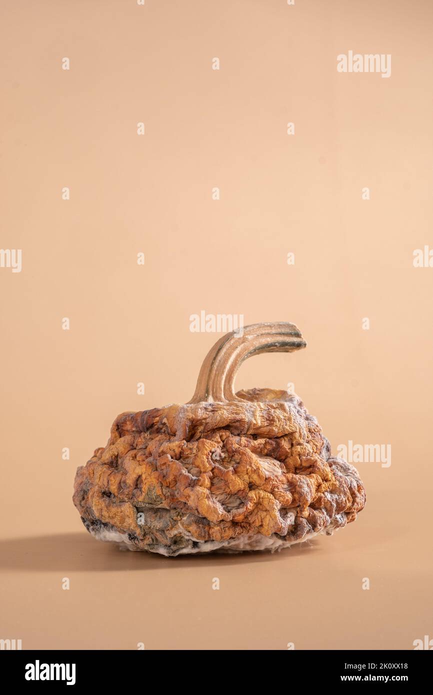 Schwarzer Schimmel auf dem Kürbis. Fauler orangefarbener Kürbis. Verfaulte Lebensmittel. Schimmeliges Gemüse. Stockfoto