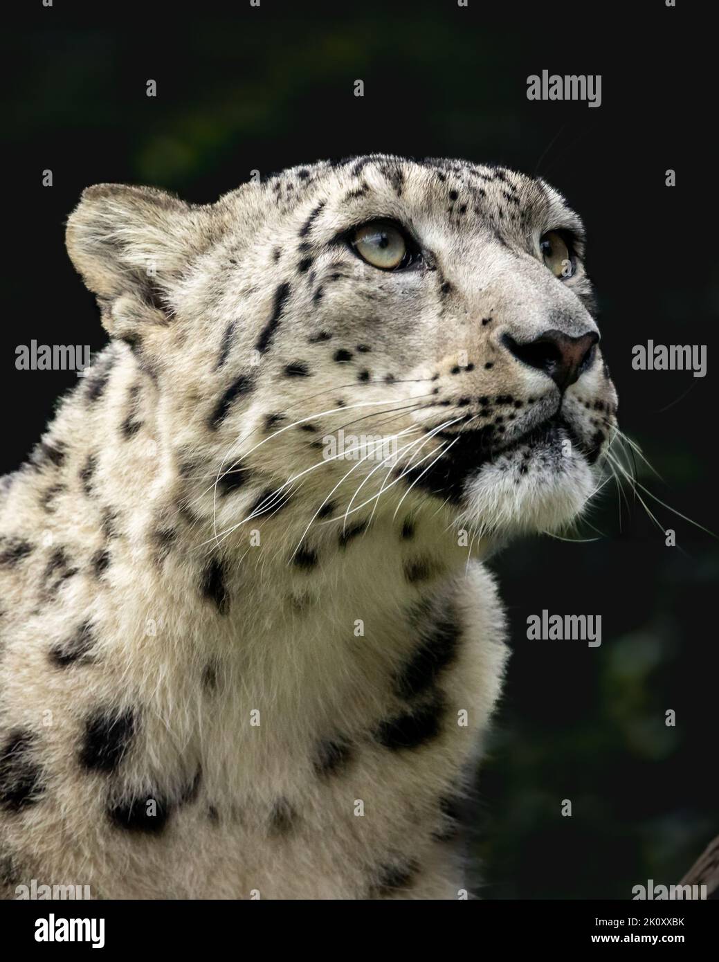 Snow Leopard (Panthera uncia)-Profil, das das Bild mit einem klaren Hintergrund ausfüllt. Stockfoto