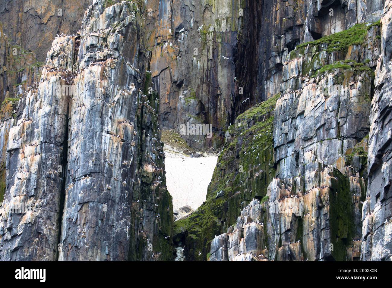 Alkefjellet ist die berühmteste Klippe des Spitzbergen-Archipels. Es ist eine Vogelklippe mit Blick auf den Hinloopen Fjord. Spitzbergen, Norwegen. Stockfoto