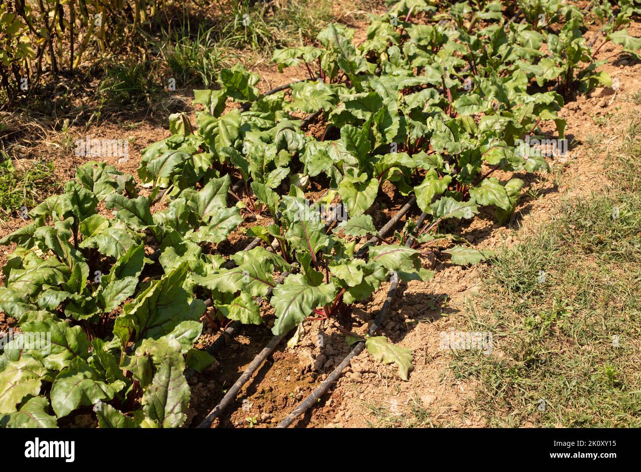 Blatt der Rübenwurzel. Reihe von grünen jungen Rüben hinterlässt Wachstum in der Farm. Feld mit Rote Beete Laub Stockfoto