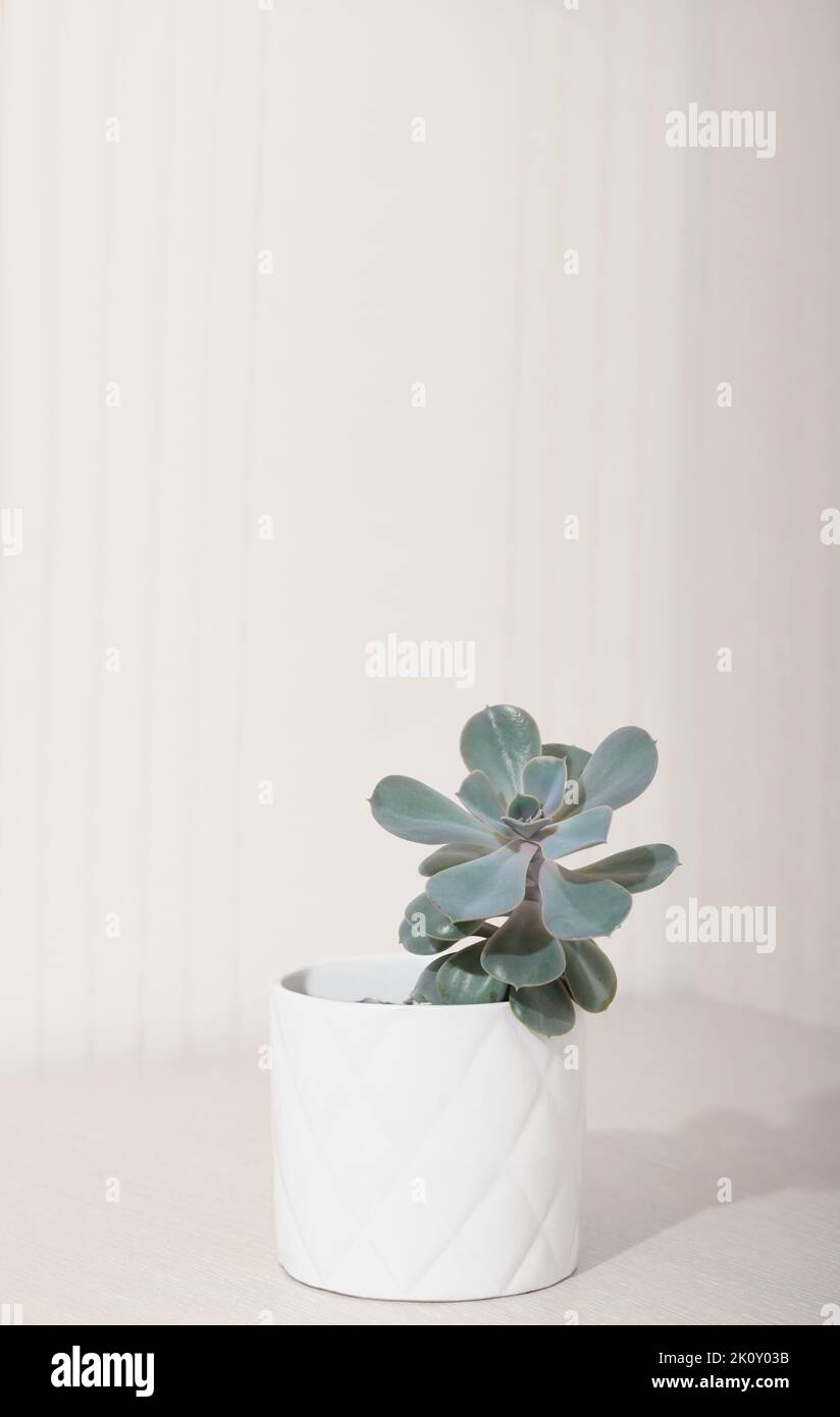 echeveria rosa Rüschen in einem weißen Topf, vertikale Größe. Copy space. skandinavische Home Deroc, einfache Pflanzen für die Hausdekoration Stockfoto