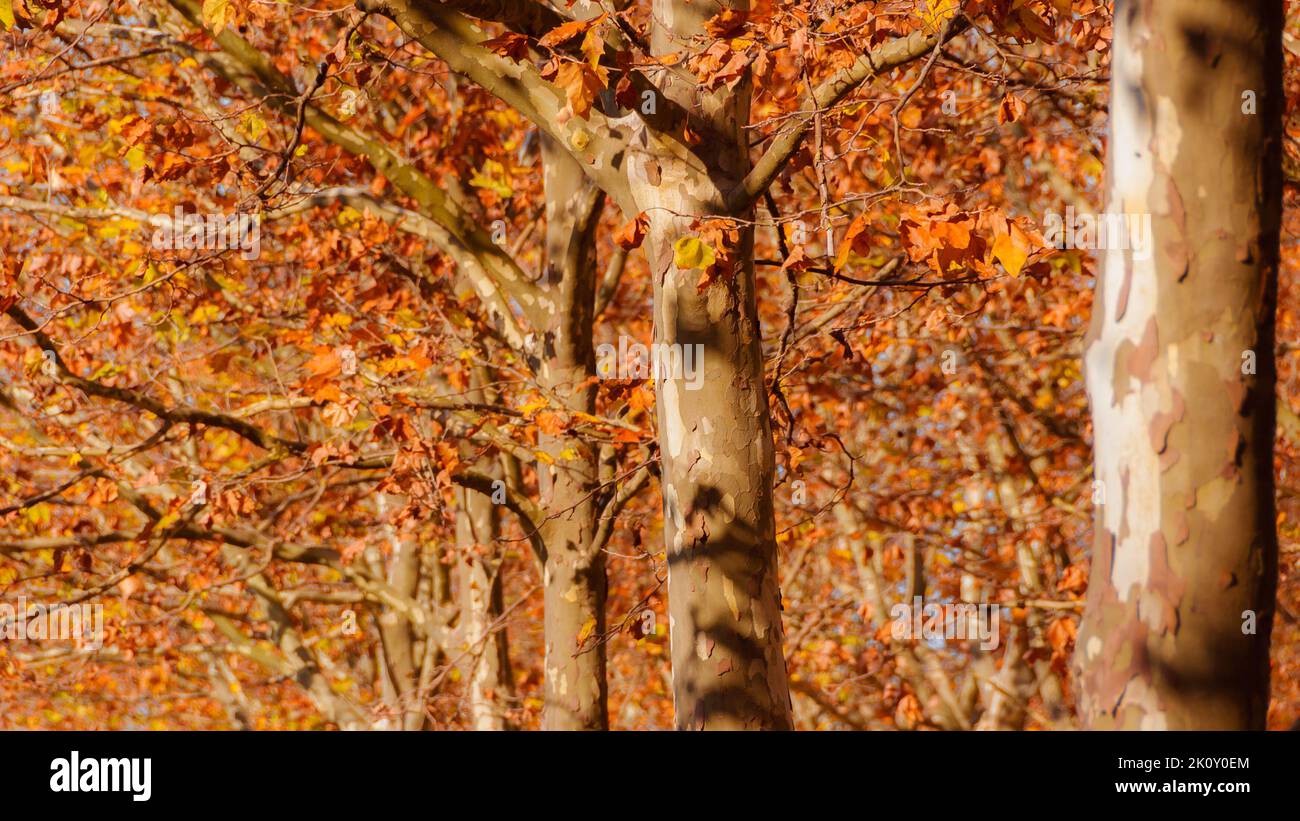 Herbstlicher und belaubter Hintergrund. Der Herbst kommt, die Platanenblätter werden von grün zu braun, gelb und rot Stockfoto