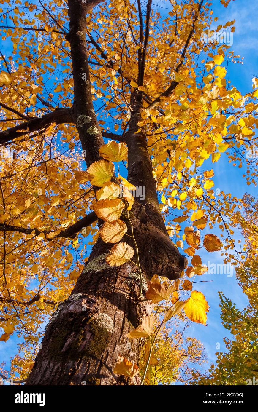 Linden oder Linden mit herbstlichen Blättern am blauen Himmel Stockfoto