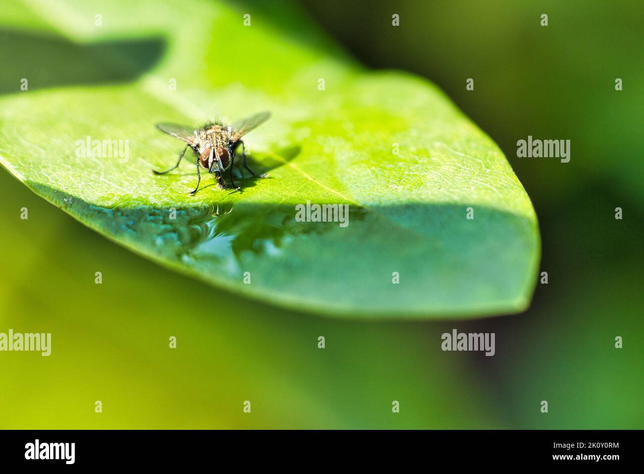 Fleisch fliegt auf einem grünen Blatt mit Licht und Schatten. Haarige Beine in schwarz und grau. Insektenfütterung. Makroaufnahme einer Fliege Stockfoto