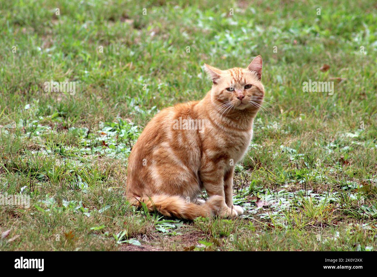 Eine Orange Feral Katze, die im Hof sitzt Stockfoto