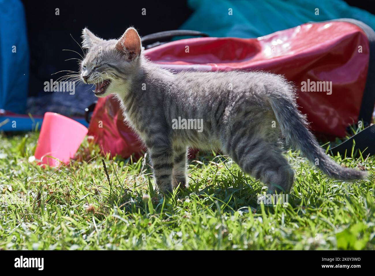Kleine Kätzchen im Gras Stockfoto