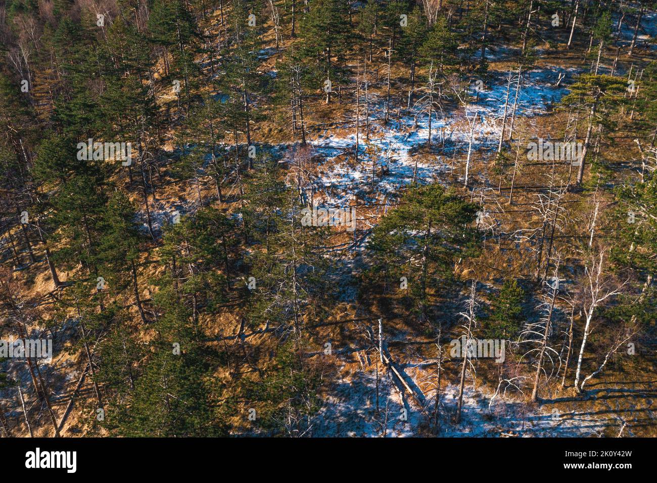 Luftaufnahme des immergrünen Waldes im Winter mit erstem Schnee und Frost auf dem Boden von Drohne pov, Hochwinkel-Ansicht Stockfoto