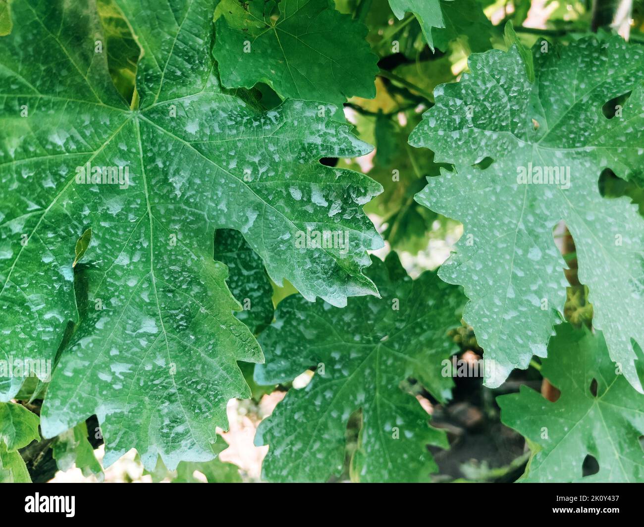 Weinrebenblätter, chemisch behandelt mit Kupfersulfat oder Bordeaux-Mischung zur Vorbeugung von Pflanzenkrankheiten, Nahaufnahme Stockfoto