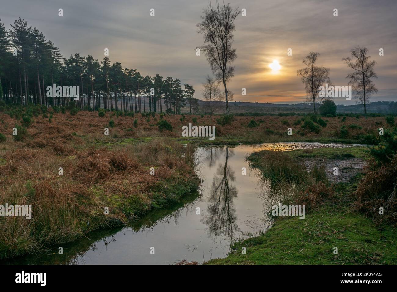 New Forest Landscape in Godshill, Hampshire, Großbritannien im Januar Stockfoto