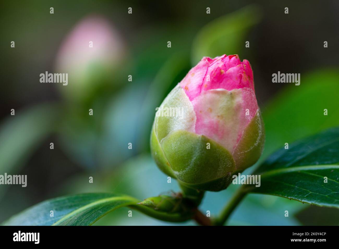 Chamäleonblütenknospe, rosa, ungeöffnet Stockfoto