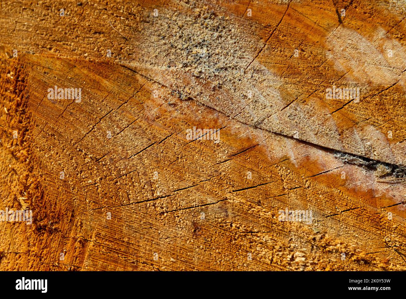 Nahansicht des geschnittenen Baumstamms im frühen Morgenlicht. Stockfoto