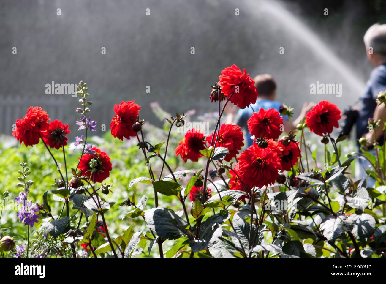 Dahlia Blumen (Dahlia pinnata Cav) mit Wassersprüher Stockfoto