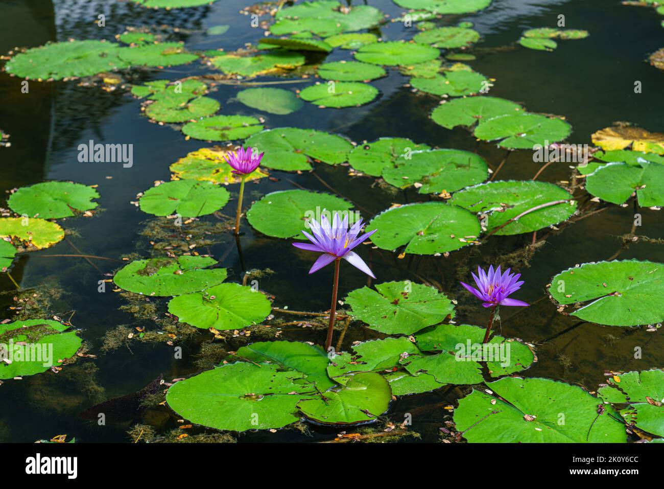 Singapur, 25. Mai 2018: Vegetation im Teich mit Blumen Stockfoto