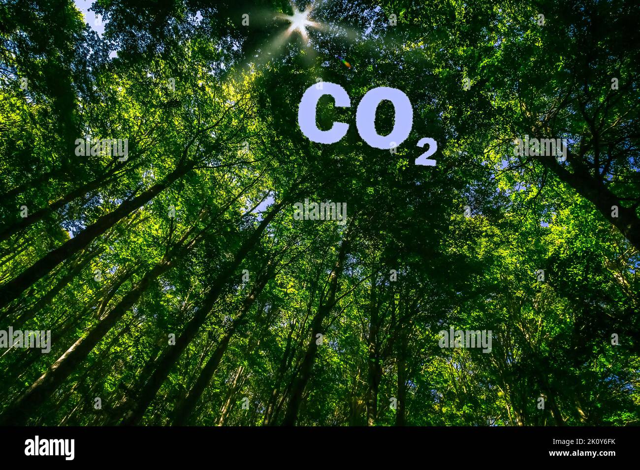 Das Vordach dieses Waldes hat ein Loch in der Form der Buchstaben CO2 Stockfoto