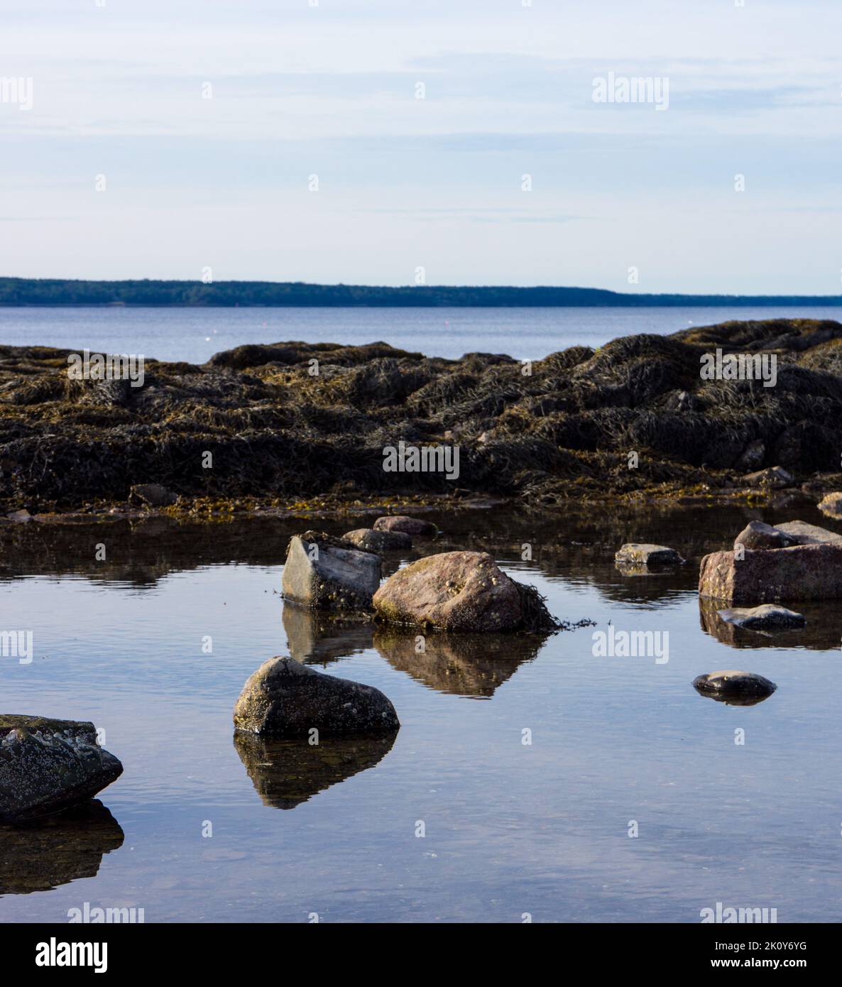 Blick auf einen seichten Gezeitenpool im Vordergrund mit Penobscot Bay im Hintergrund im frühen Morgenlicht. Stockfoto