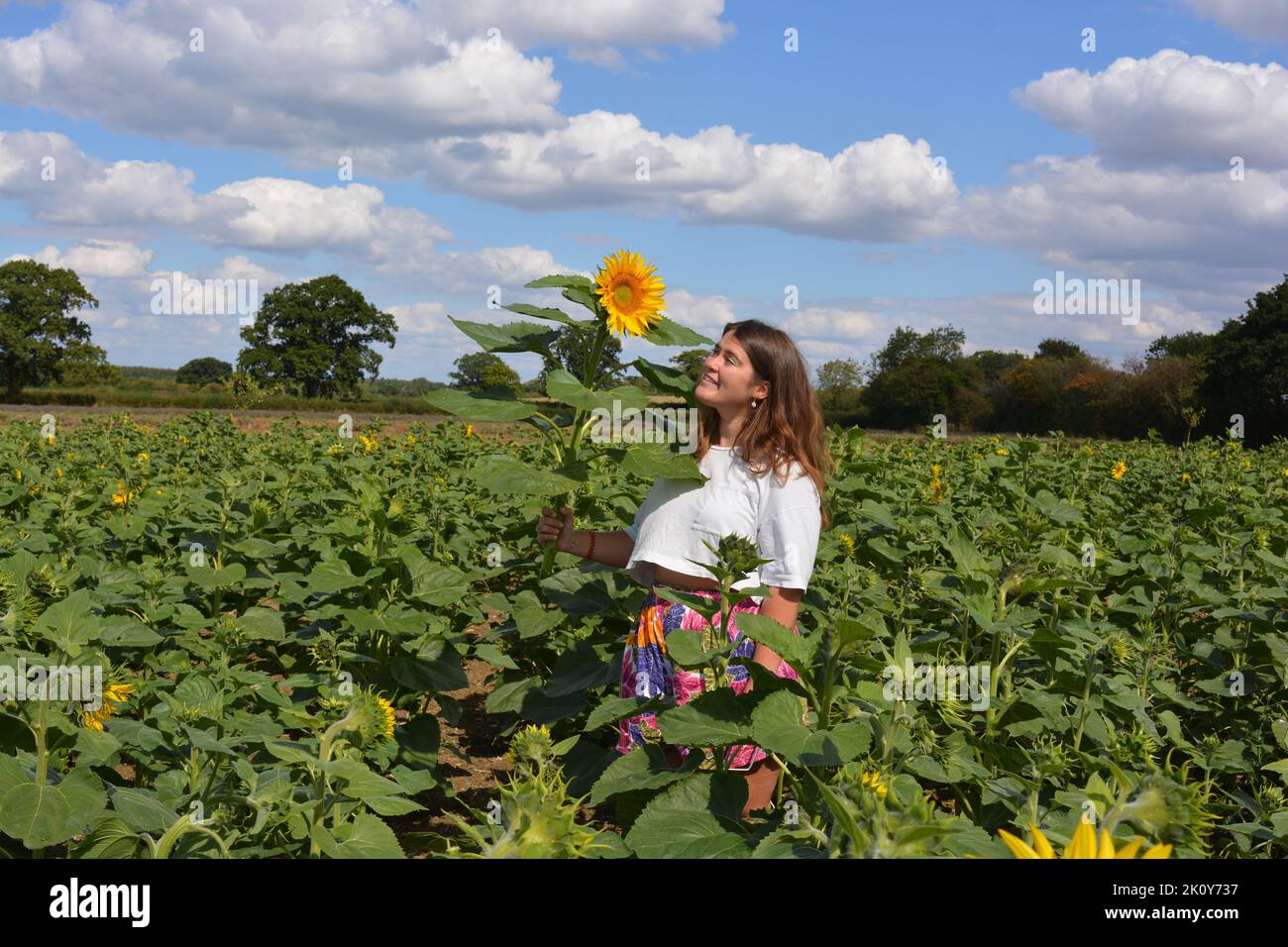 Gen Z Frau in einem PYO Sonnenblumenfeld im Sommer, mit einer größeren Blume Stockfoto
