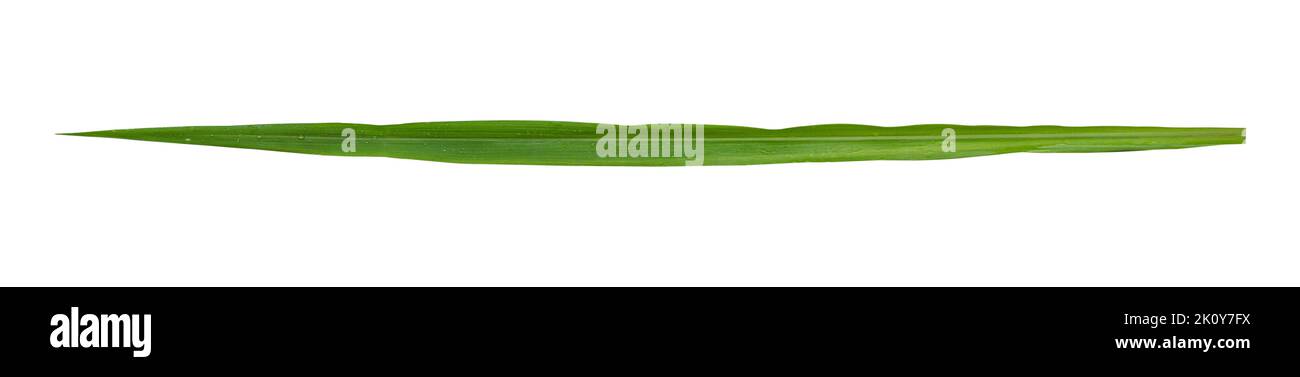 Grashalme auf weißem Hintergrund isoliert enthalten Clipping Pfad. Stockfoto