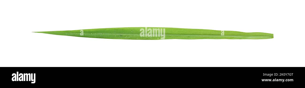 Grashalme auf weißem Hintergrund isoliert enthalten Clipping Pfad. Stockfoto