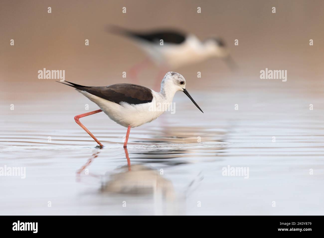 Farbenfroher Vogel, Schwarzflügelstelze (Himantopus himantopus). Stockfoto