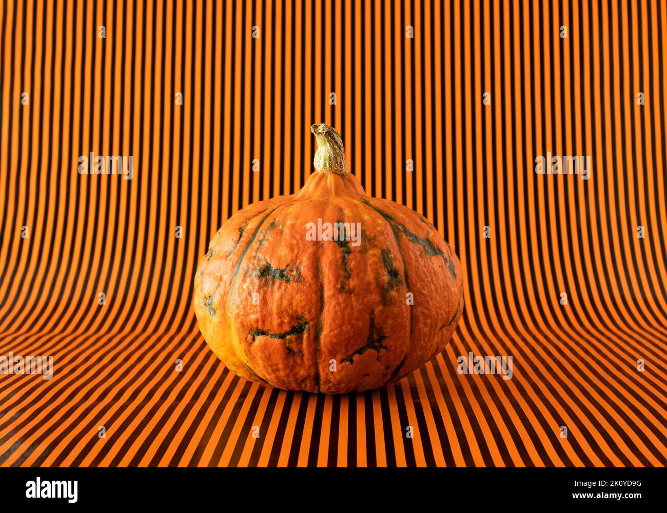 Frischer orangefarbener Kürbis auf orangefarbenem und schwarz gestreiften Hintergrund. Horizontaler Halloween-Hintergrund. Stockfoto