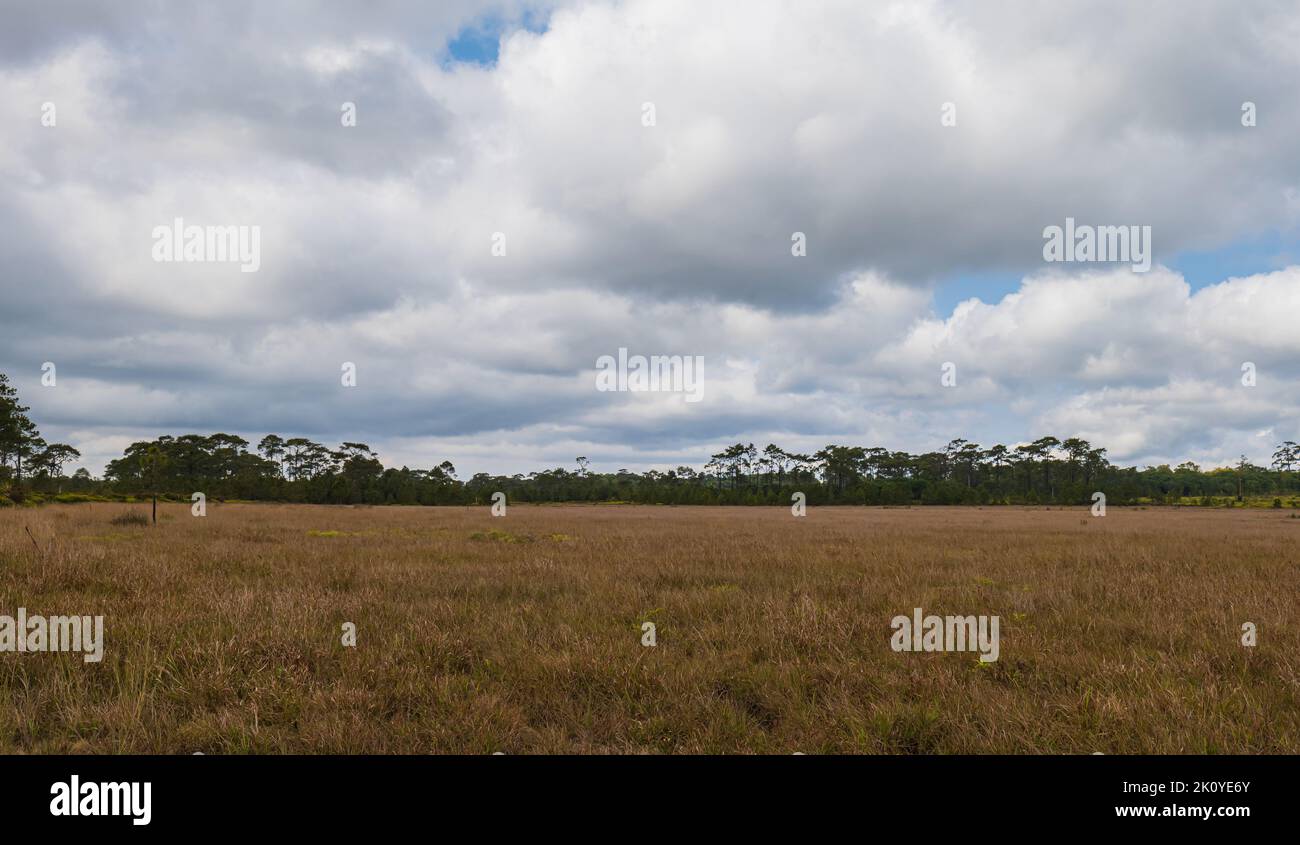 Landschaftsansicht der trockenen Savanne mit Wolken blauen Himmel. Abstrakter Natur Hintergrund. Stockfoto