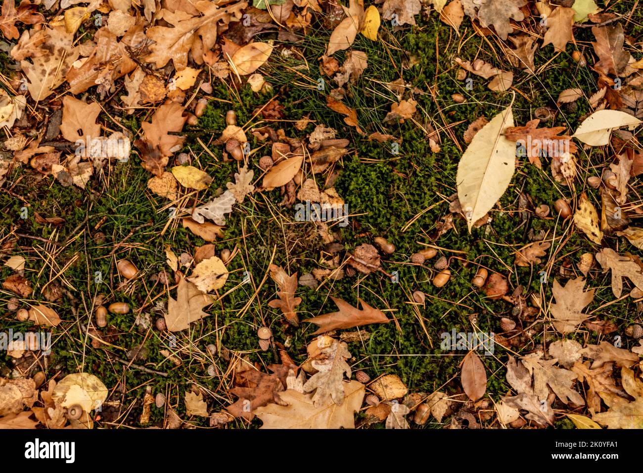 Im Herbst fallen Eichenblätter und Eicheln auf den Boden Stockfoto