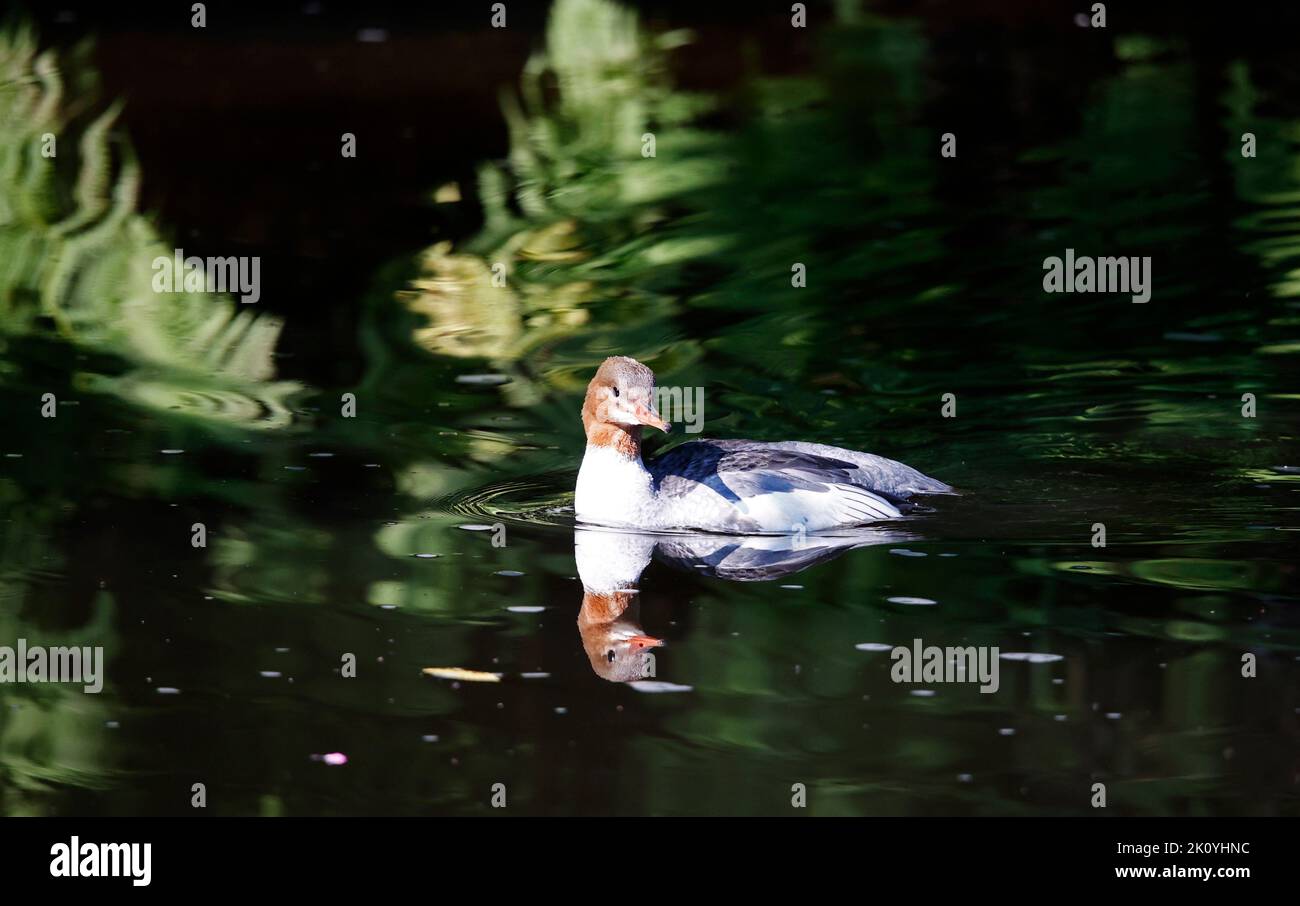 Gänsehaut-Weibchen schwimmend auf dem Fluss Stockfoto