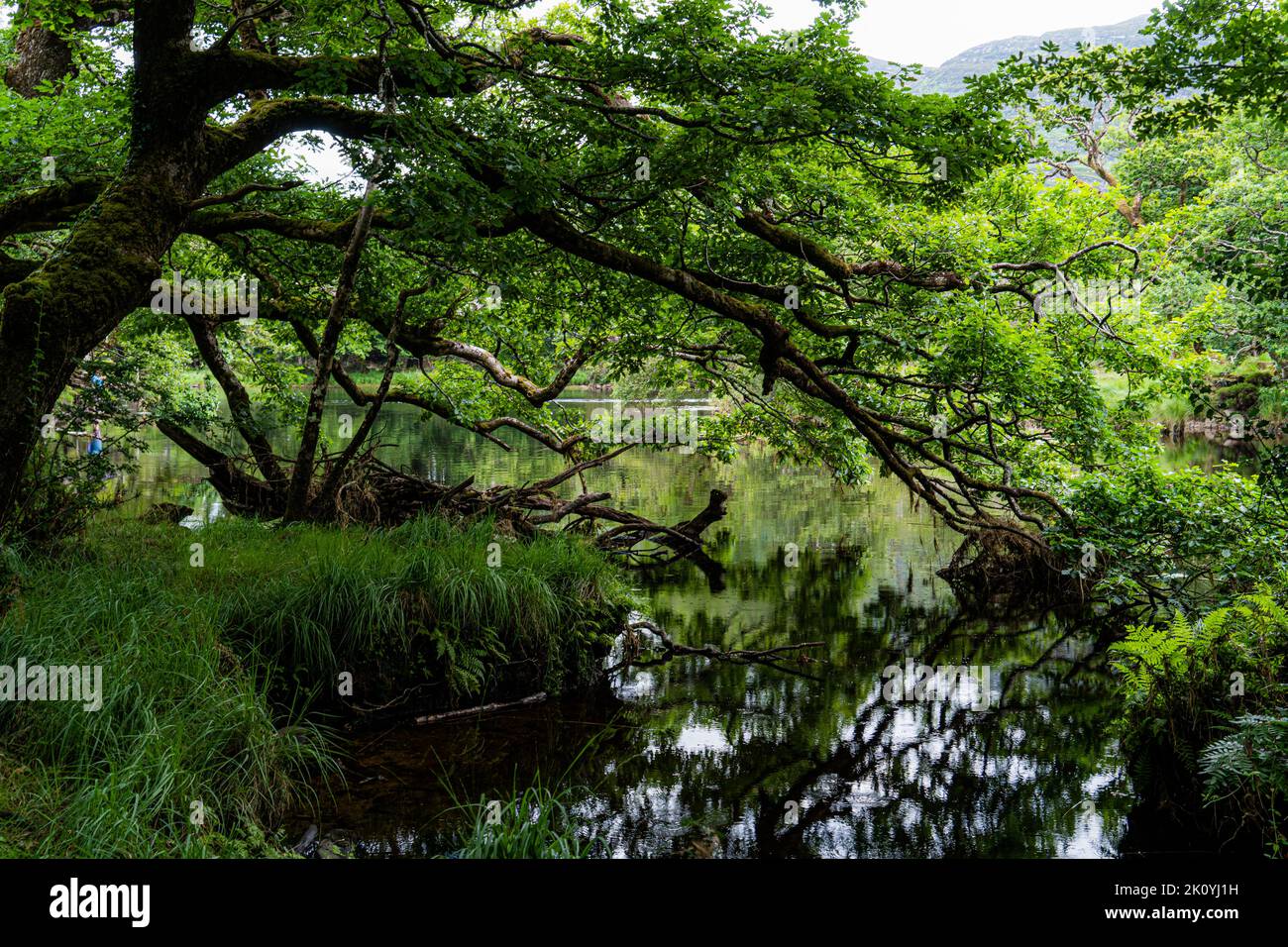 Treffen der Gewässer, Killarney.. Hier verschmelzen alle drei herrlichen Seen von Killarney mit der alten Weir Bridge. Stockfoto