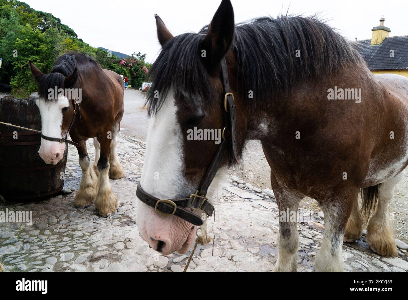 Pferde in Irland, die auf ihre Arbeit warten Stockfoto