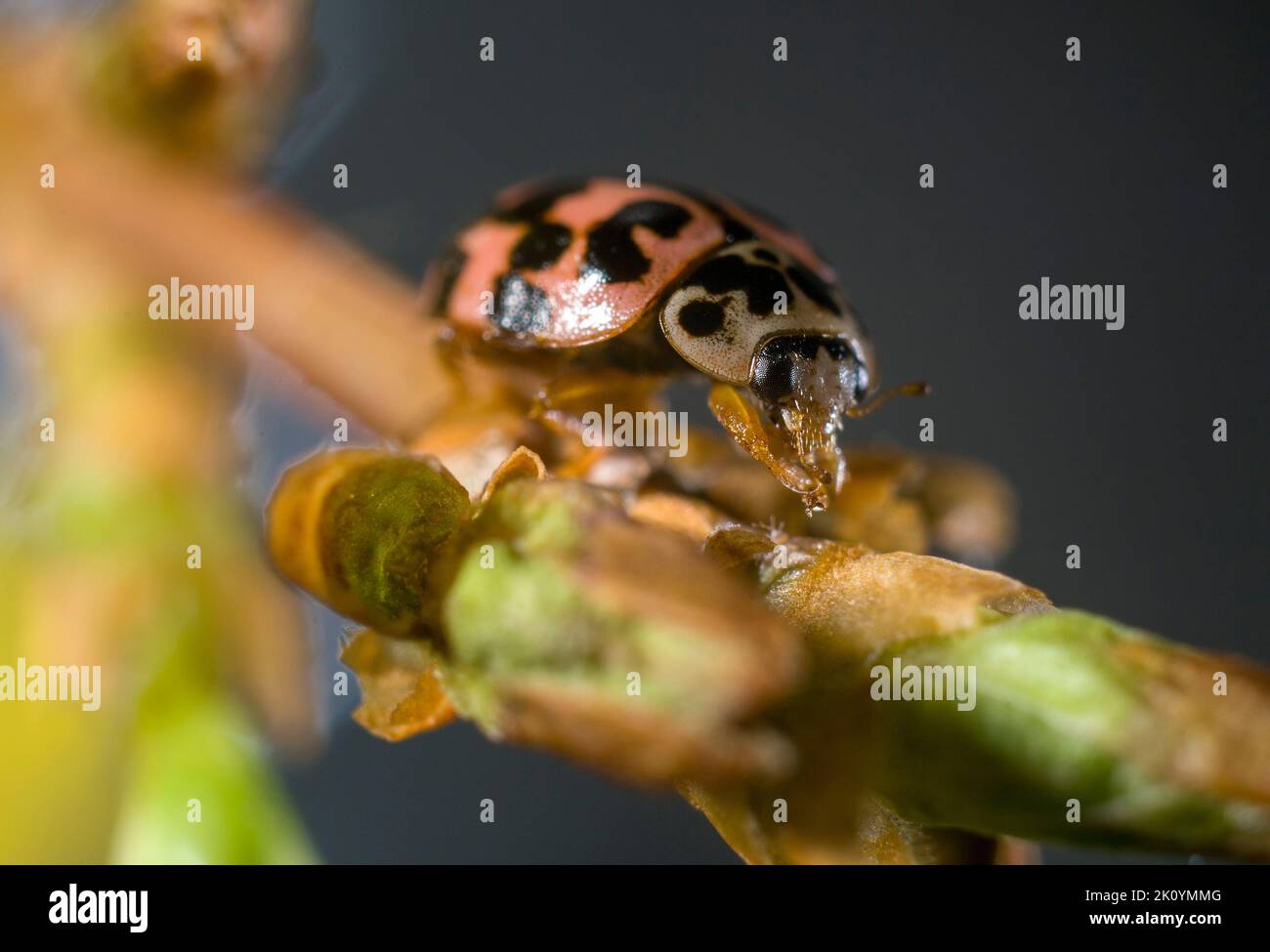 Europa, Ukraine, Kharkov, Nahaufnahme, Marienkäfer, Adalia bipunctata, Coccinellidae Stockfoto