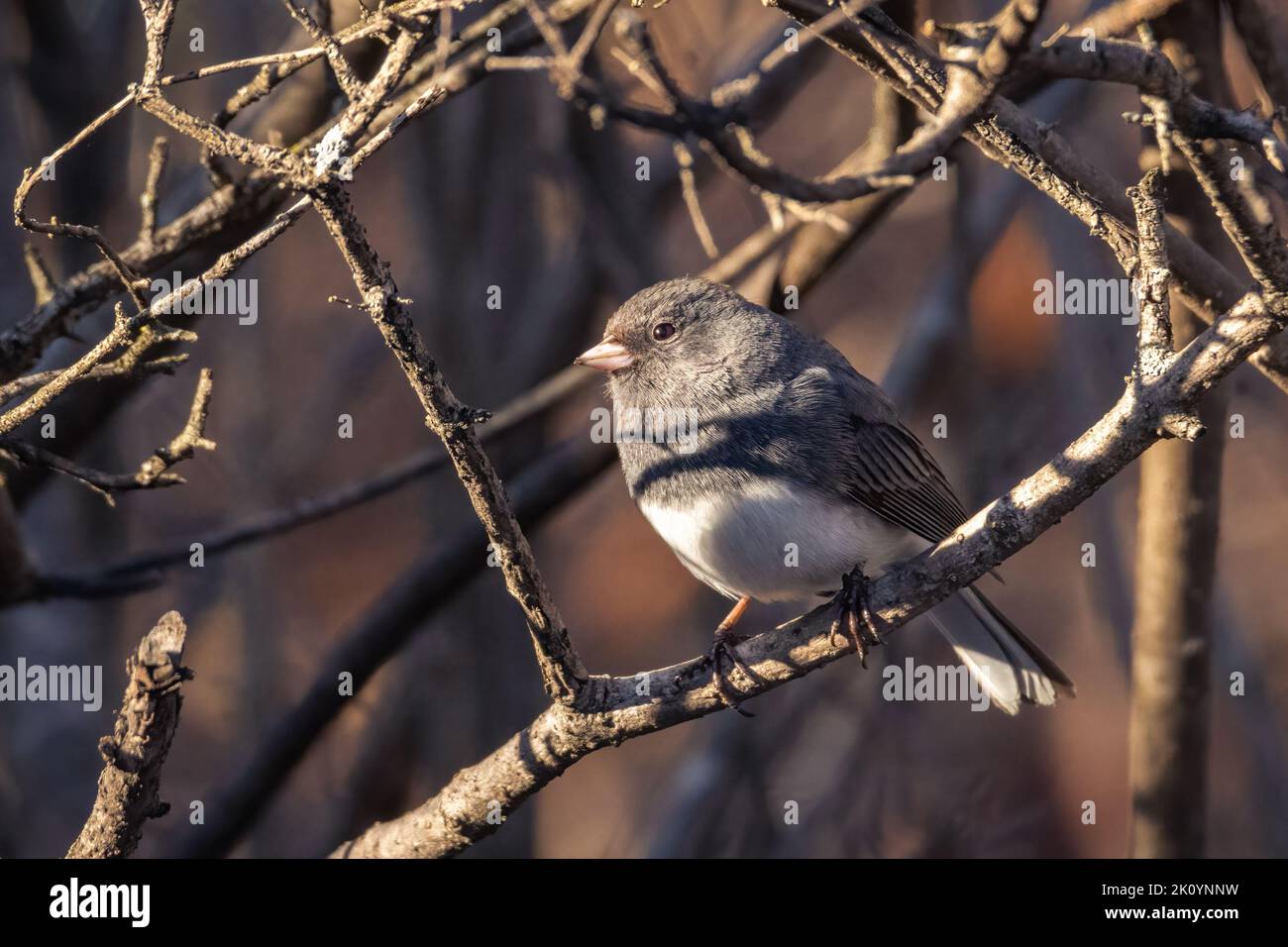 Die kleine Dark-Eyed Junco thront an einem Frühlingsabend auf einem Baum Stockfoto