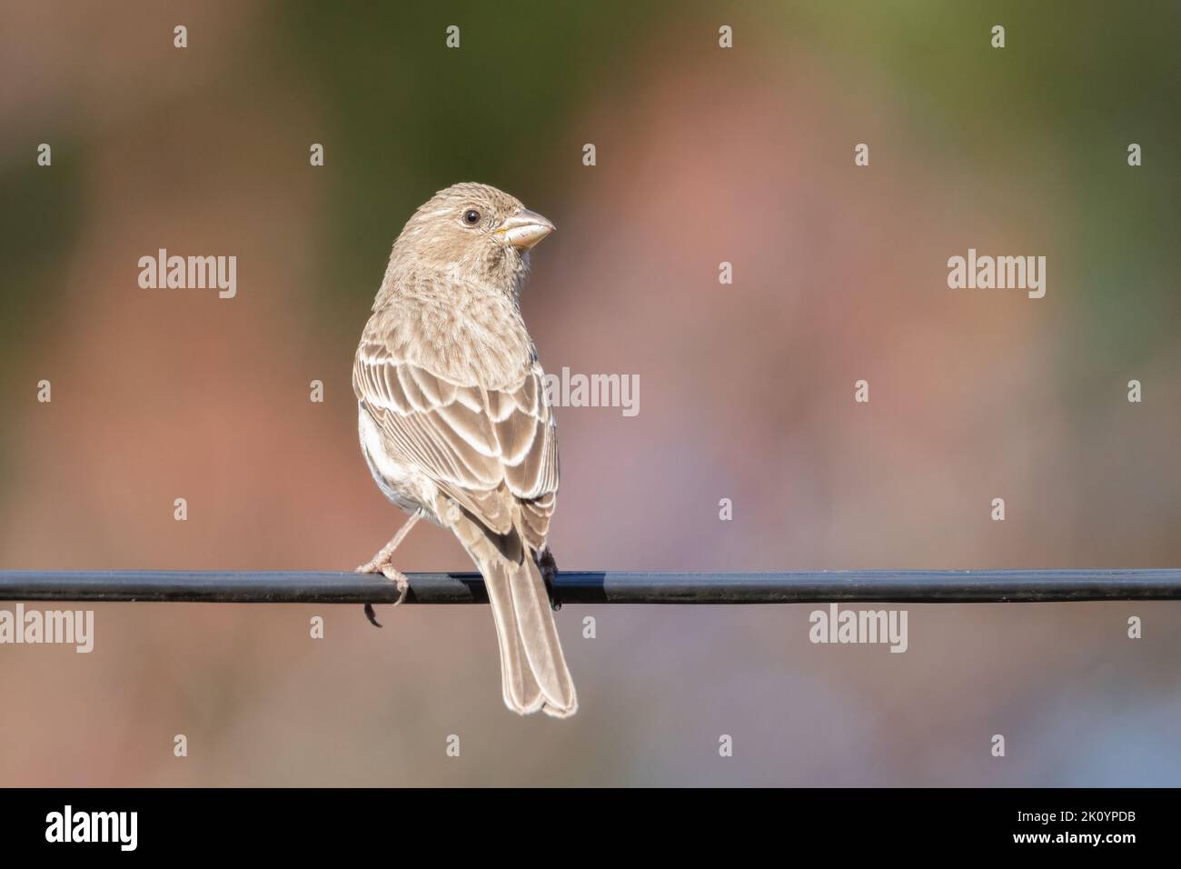 Kleiner weiblicher Hausfink, der in meinem Garten auf rosa unscharfem Hintergrund thront Stockfoto