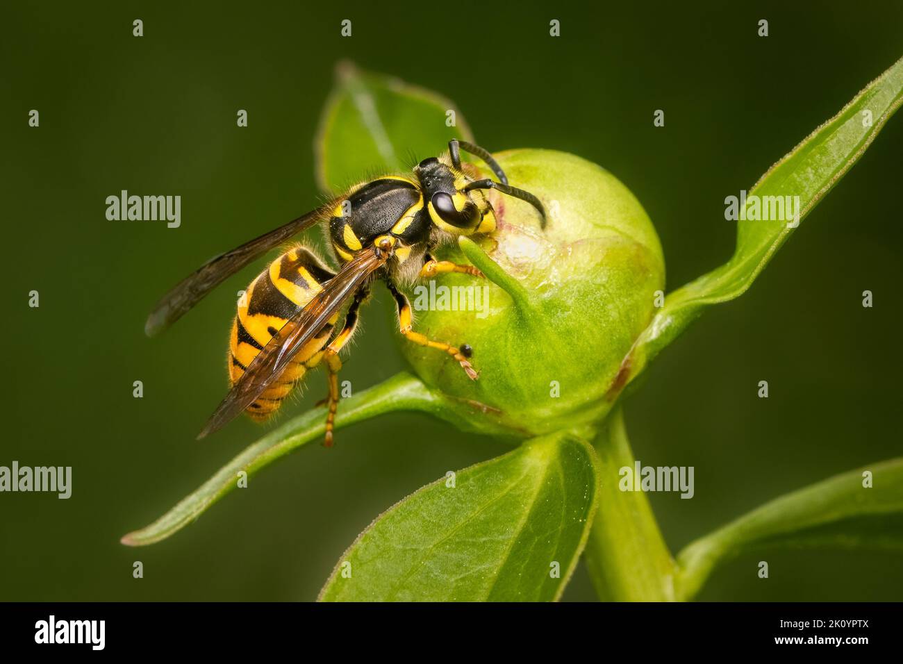 Wespe trinkt Nektar auf einer Peoni-Blüte an einem frühen Frühlingsmorgen Stockfoto
