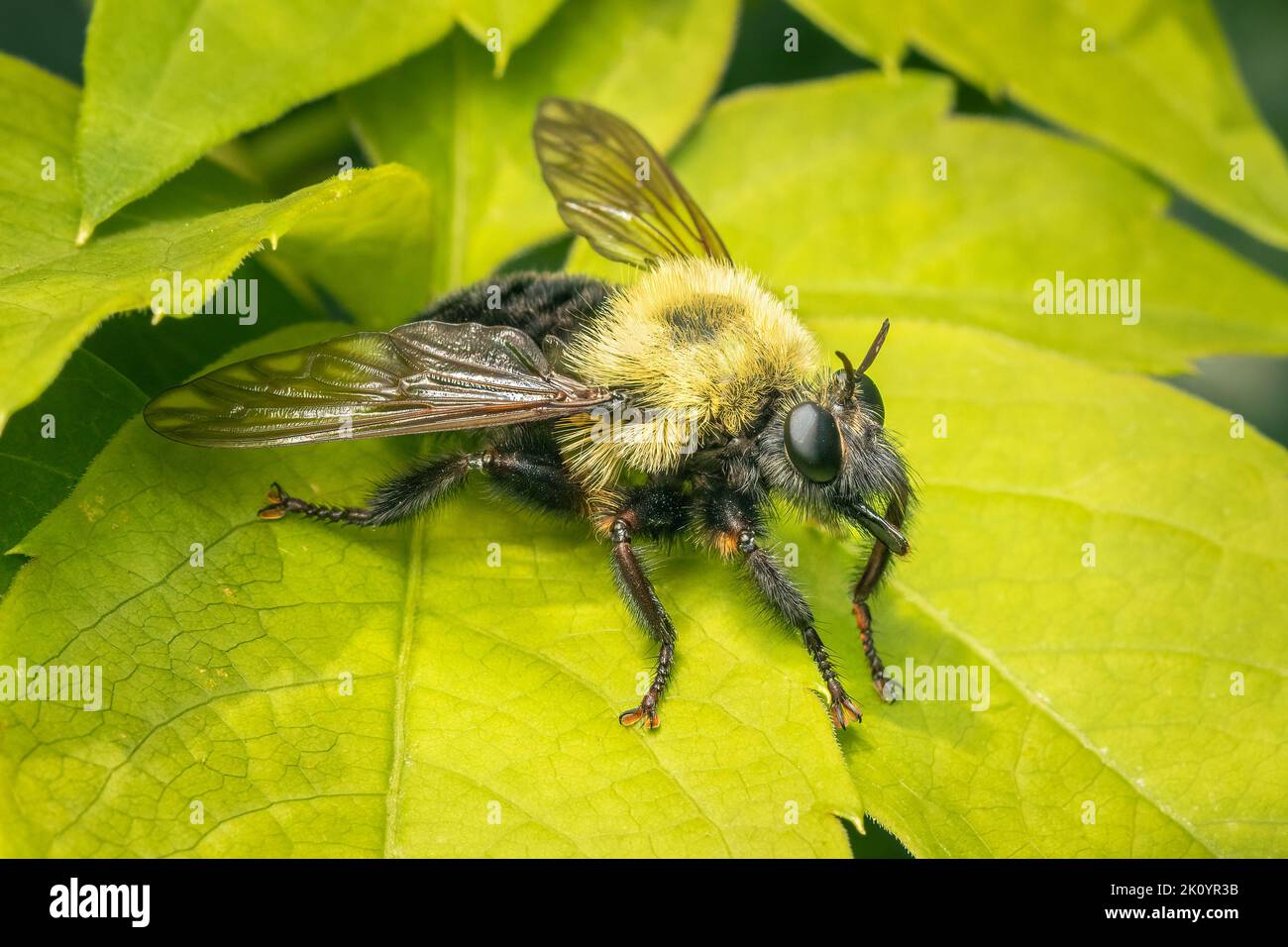 Große Raubfliege, die wie eine Hummel aussieht Stockfoto