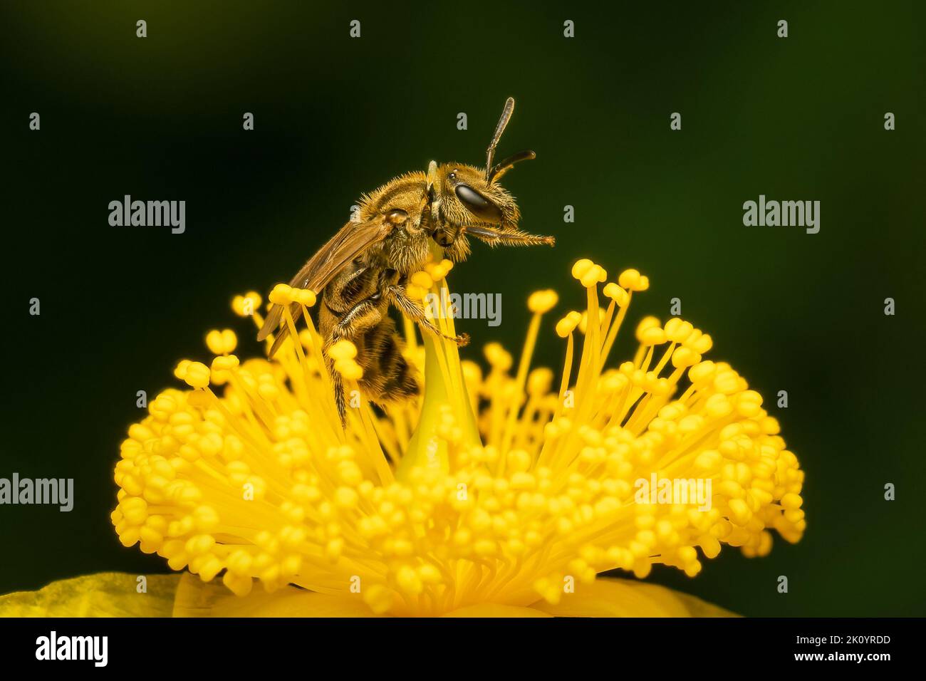 Kleine Biene, die Pollen auf einer gelben Zentrosperma-Blume sammelt Stockfoto